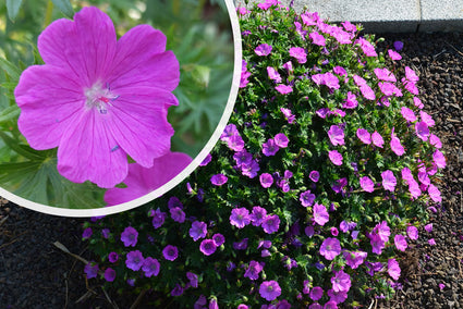 Ooievaarsbek - Geranium sanguineum 'Max Frei' in bloei