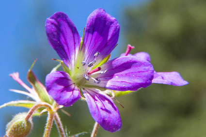 Ooievaarsbek - Geranium sylvaticum 'Mayflower'