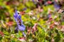 Geranium tuinplant bodembedekker