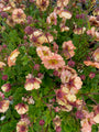 Nagelkruid - Geum 'Mai Tai'