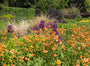 Geum chiloense 'Dolly North' hoge variant van de Geum planten