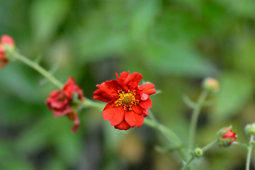 Geum chiloense 'Mrs Bradshaw rood bloeiende plant