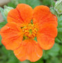 Geum borderplanten veengrond