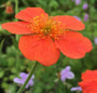 Geumtuinplanten borderbeplanting