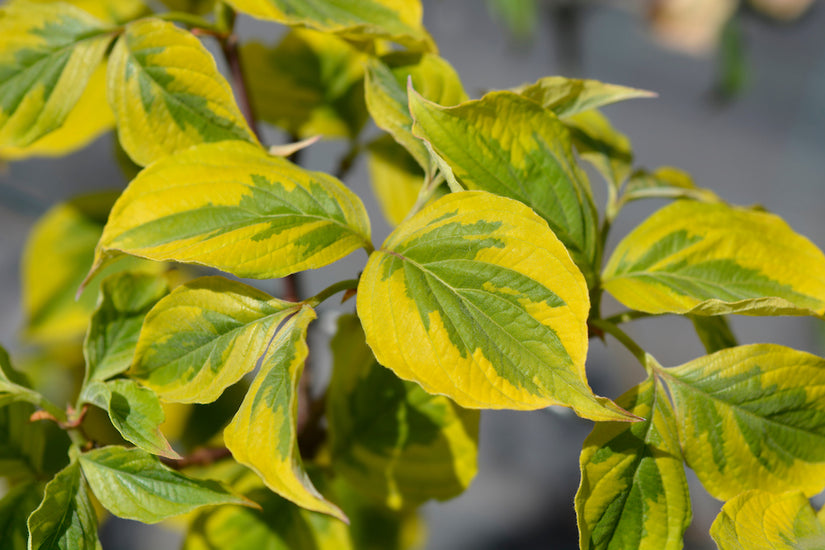 Gevlekte-Kornoelje-Cornus-florida-Rainbow.jpg