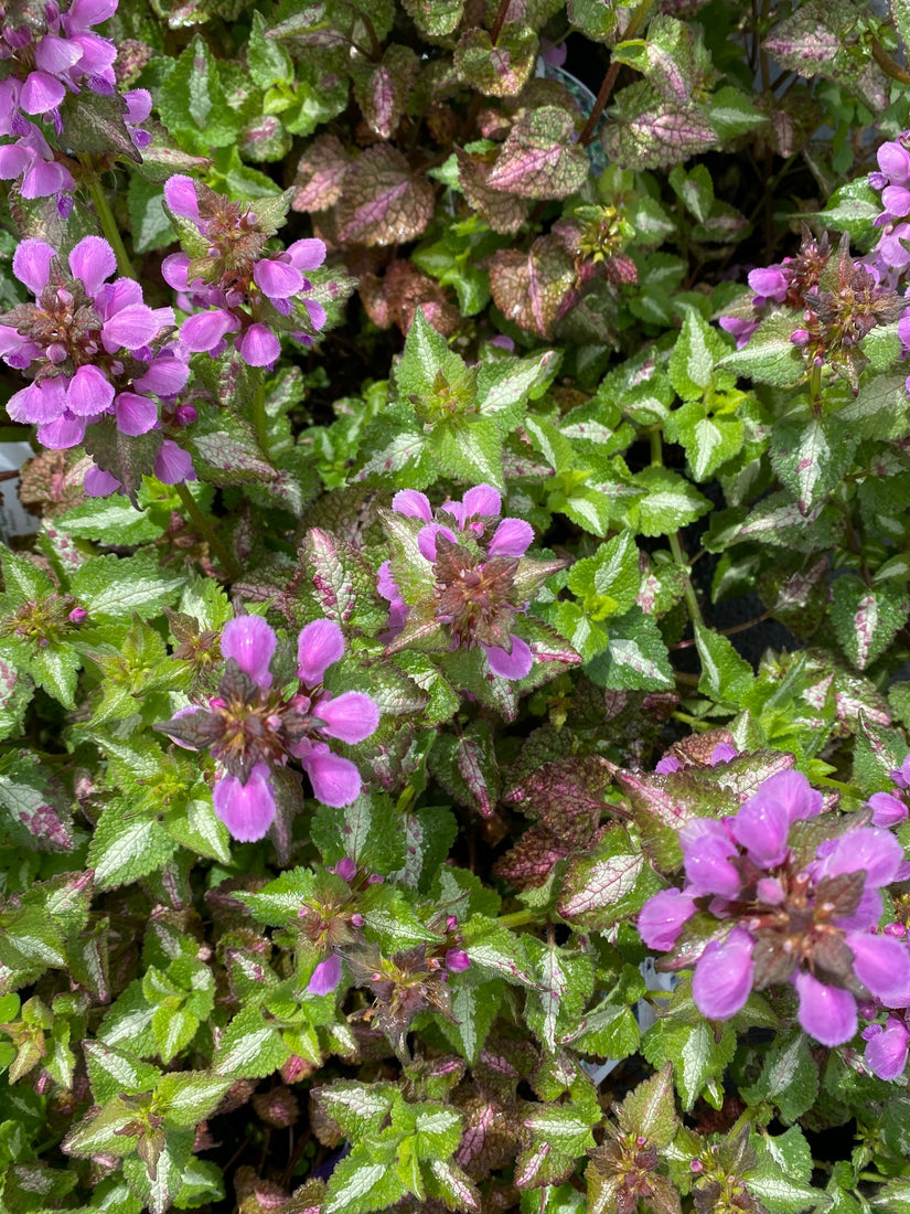 Gevlekte dovenetel - Lamium maculatum 'Roseum'