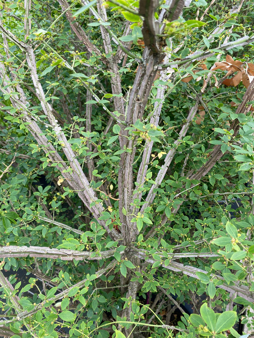 Gevleugelde-Kardinaalsmuts-struik-Euonymus-alatus.jpg