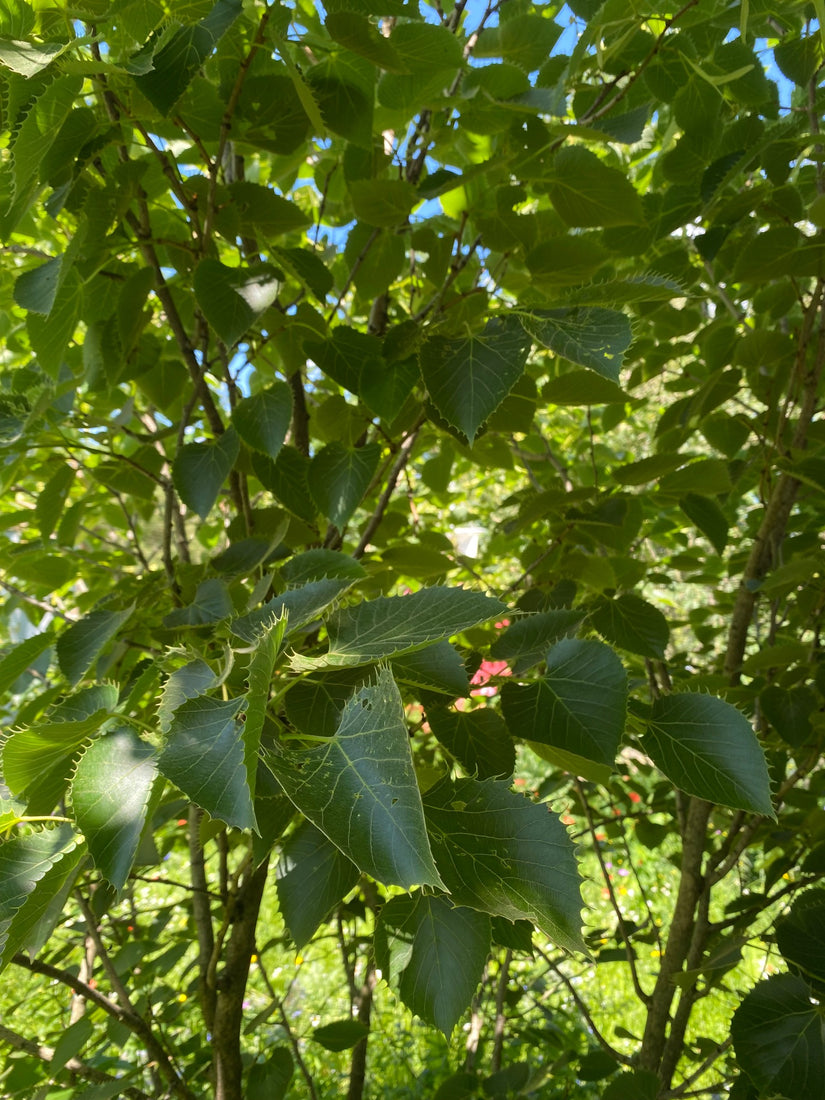 Gewimperde linde - Tilia henryana