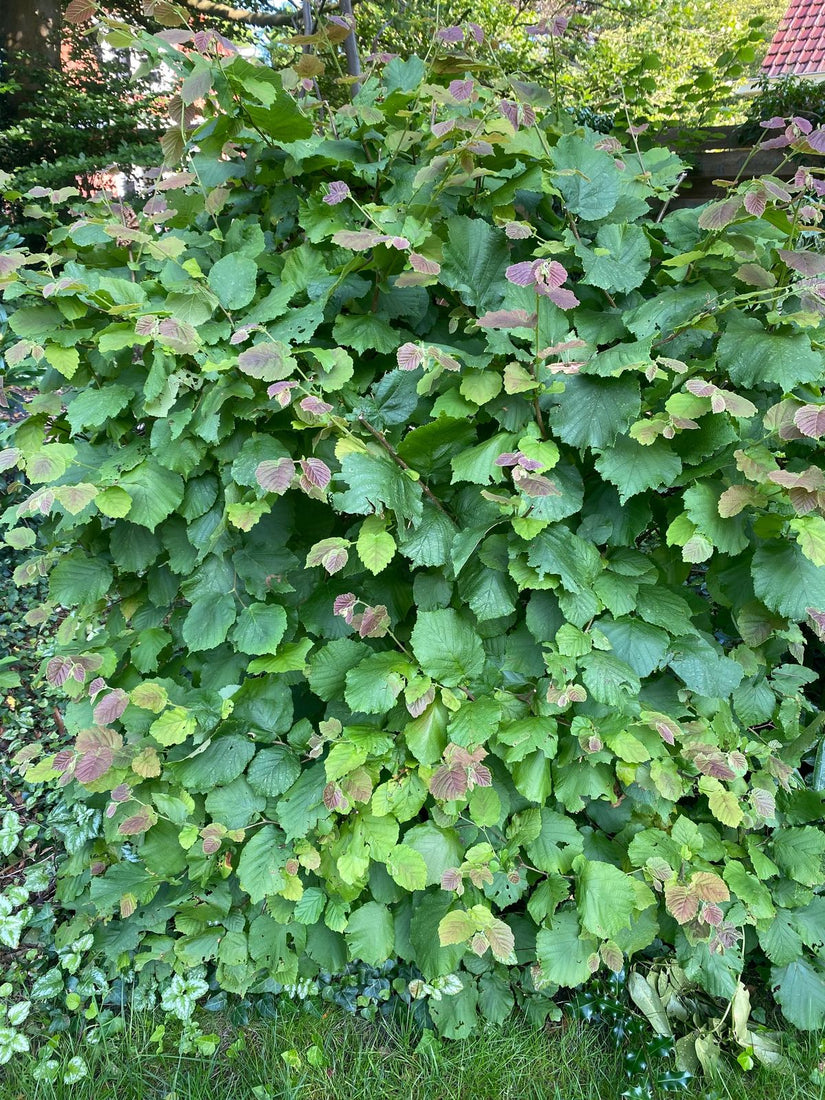 Gewone hazelaar - Corylus avellana 