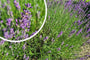 Lavandula angustifolia 'Munstead'