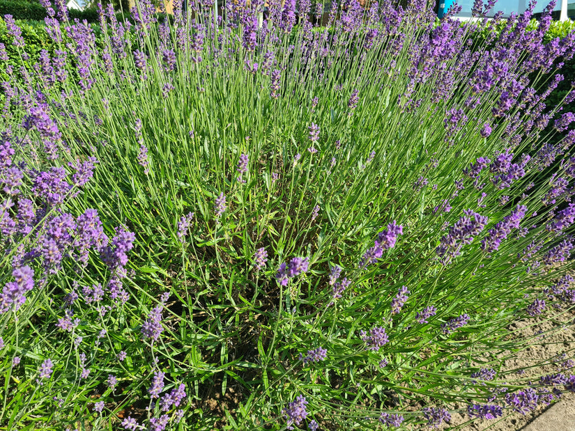 Gewone lavendel - Lavandula angustifolia 'Munstead'