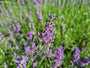 Gewone lavendel - Lavandula angustifolia 'Munstead'