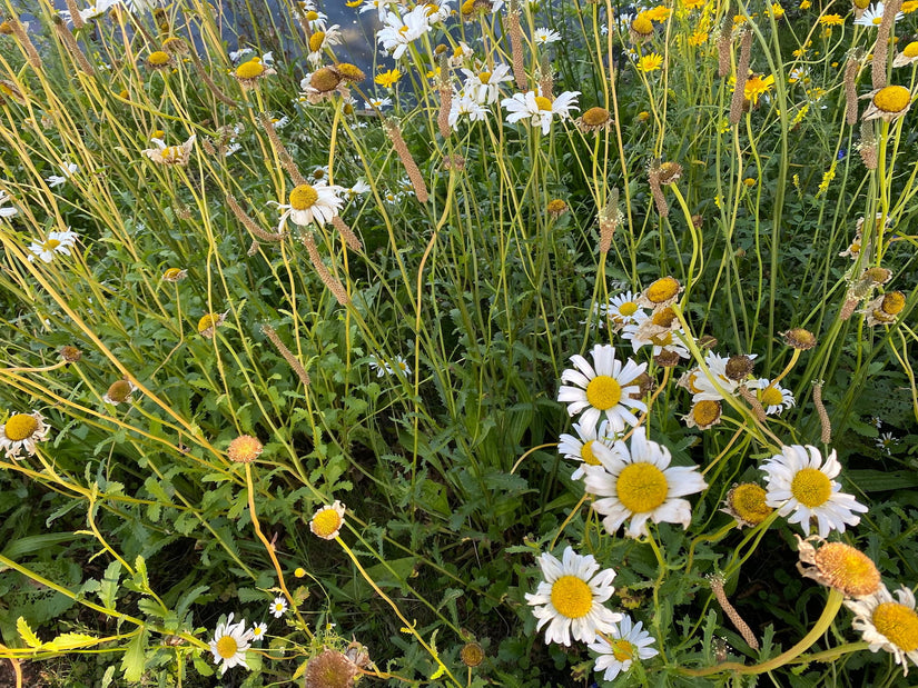 Gewone margriet - Leucanthemum vulgare