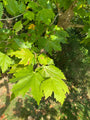 Blad Gewone plataan Platanus hispanica