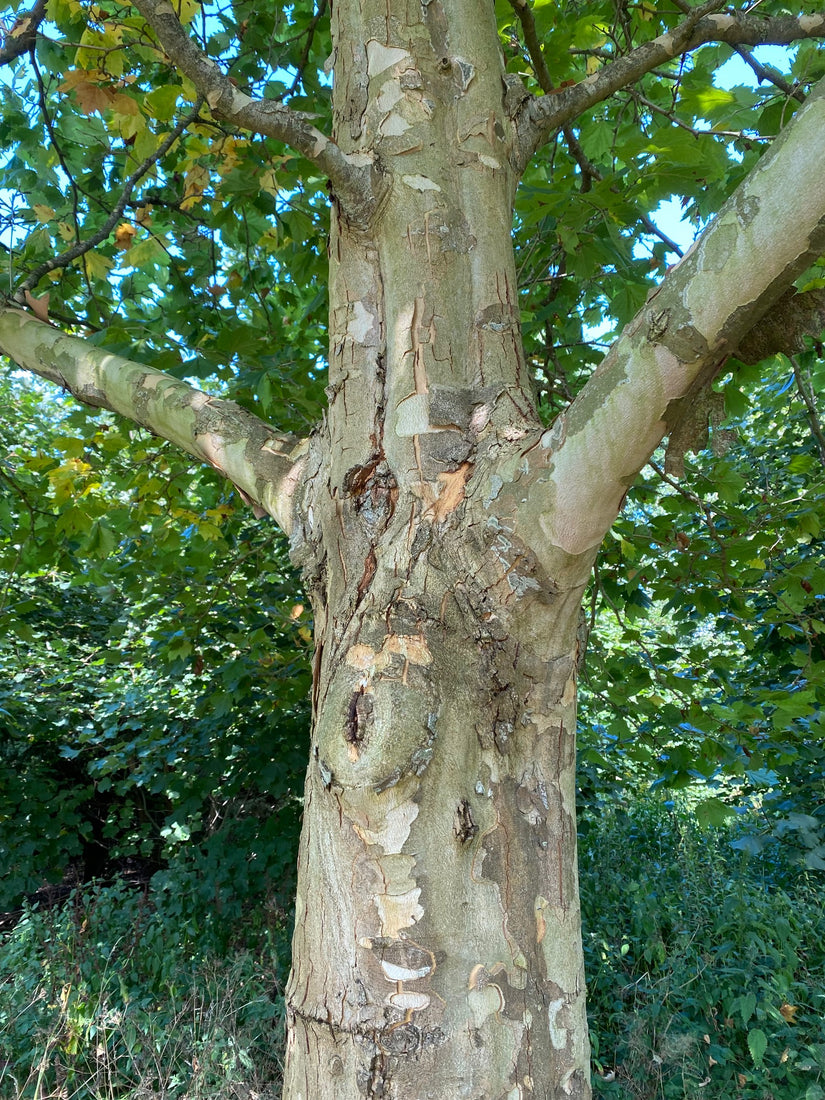 Fraaie bast van de Gewone plataan - Platanus hispanica