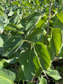 Gewone sering - Syringa vulgaris 'Primrose'