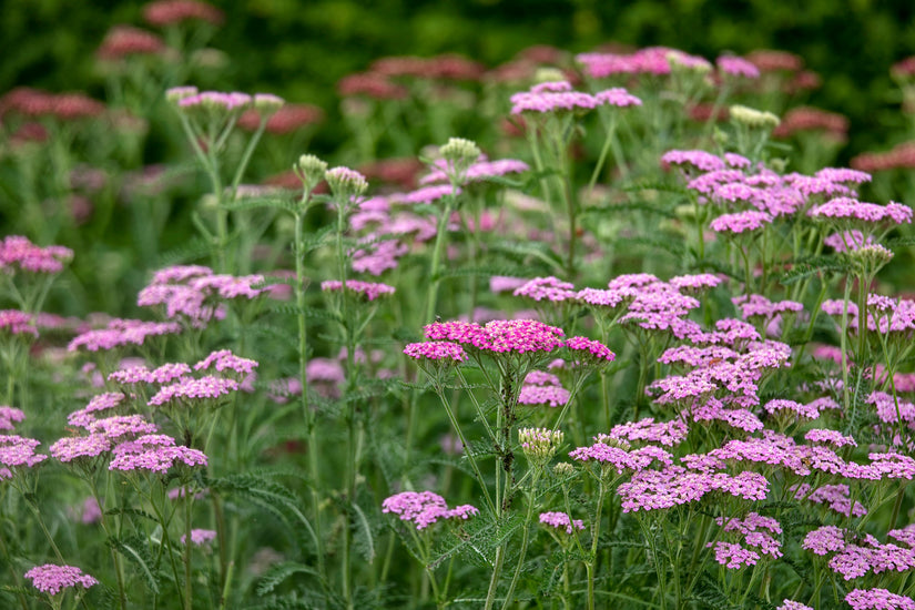 Gewoon duizendblad - Achillea millefolium 'Cerise Queen'