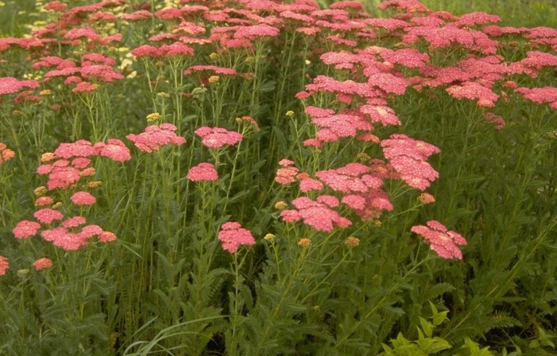 Gewoon duizendblad - Achillea millefolium 'Cerise Queen'