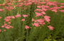 Gewoon duizendblad - Achillea millefolium 'Cerise Queen'