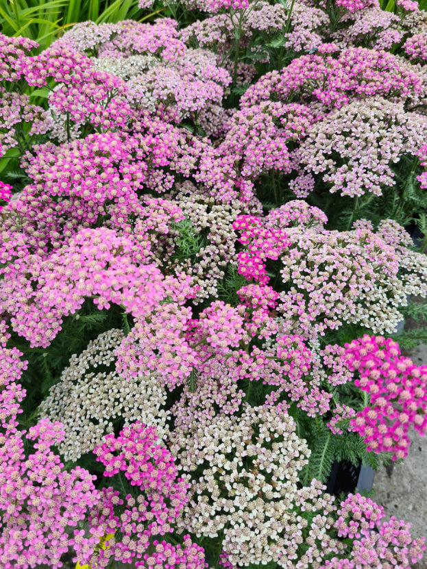 Gewoon duizendblad - Achillea millefolium 'Milly Rock Rose'