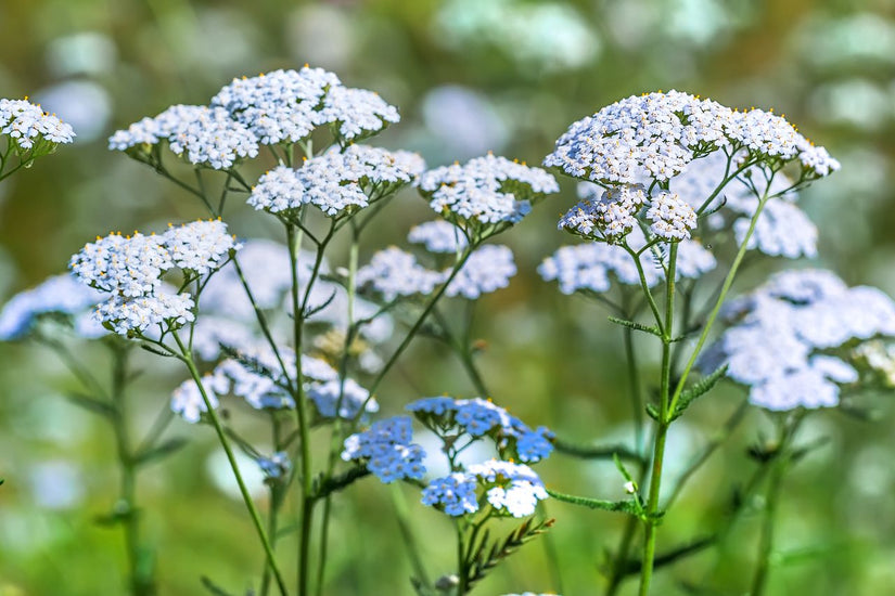 Gewoon duizendblad - Achillea millefolium 'Schneetaler' (Bij levering: Potmaat P9)