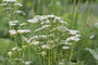 Gewoon duizendblad-Achillea millefolium 'White-Beauty'