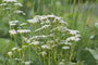 Gewoon duizendblad - Achillea millefolium 'White Beauty'