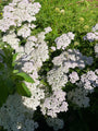 Gewoon duizendblad - Achillea millefolium