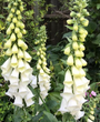 Gewoon vingerhoedskruid Digitalis purpurea 'Alba'