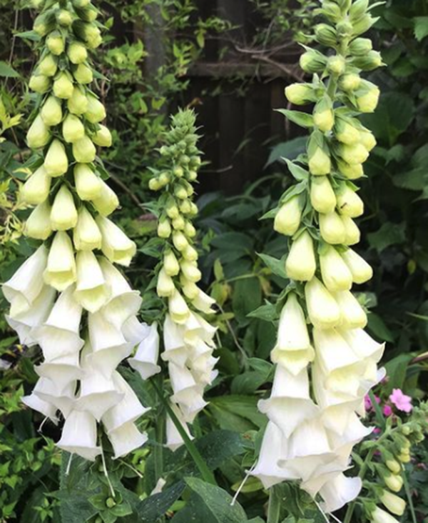 Digitalis vingerhoedskruid