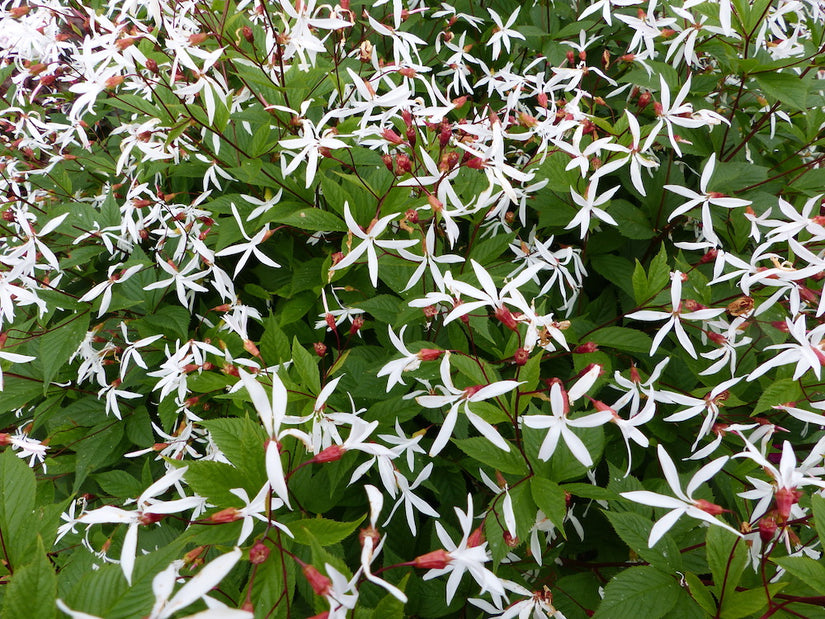 Gillenia-trifoliata.jpg