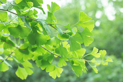 Japanse notenboom - Ginkgo biloba 'Tit'