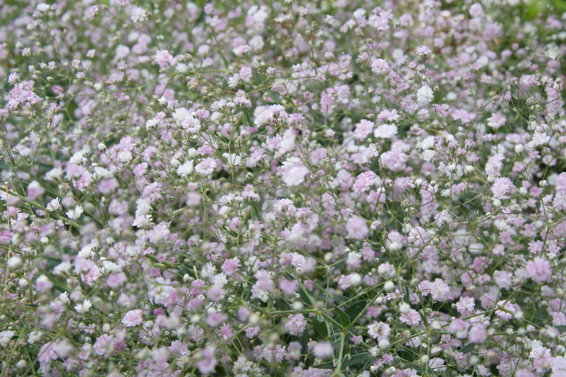 Gipskruid - Gypsophila 'Rosenschleier' tuinplanten