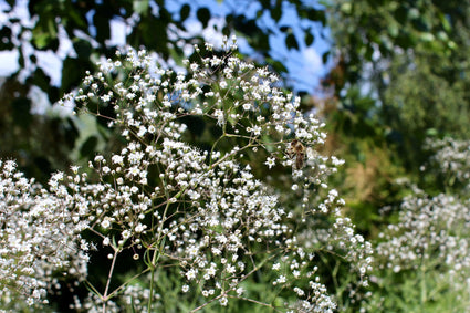 Gipskruid - Gypsophila paniculata 'Bristol Fairy' wit bloeiende borderplant