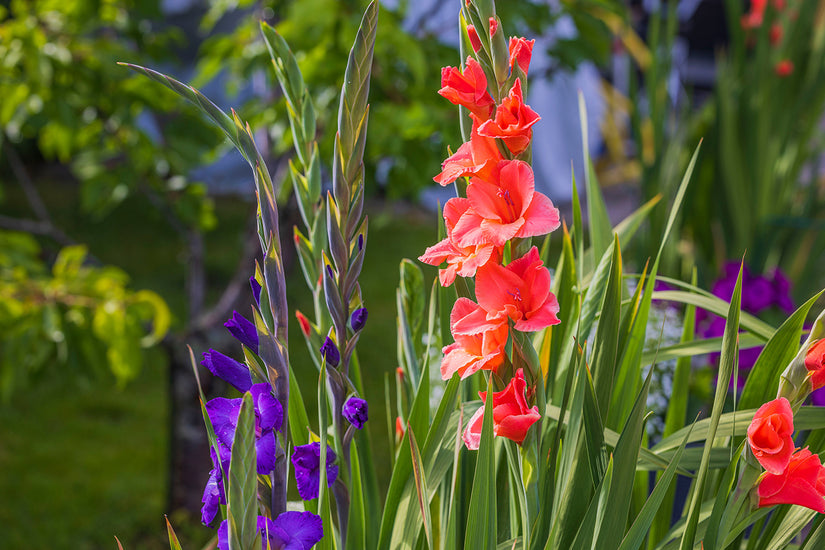 Gladiolen - Gladiolus