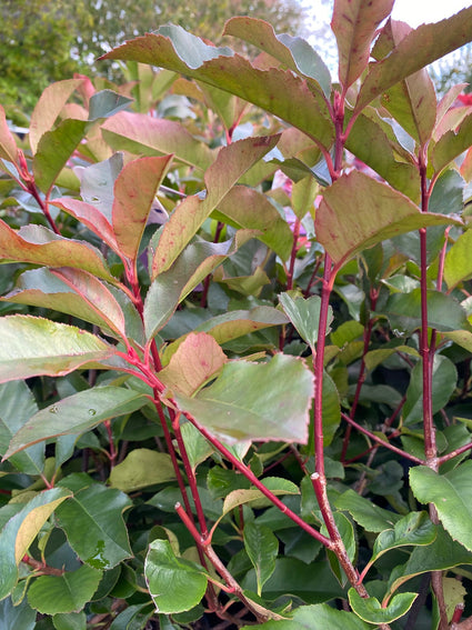 Glansmispel - Photinia fraseri 'Camilvy'