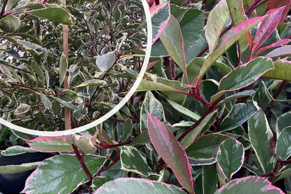 Photinia fraseri 'Cassini' (Pink Marble)