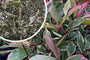 Photinia fraseri 'Cassini' (Pink Marble)