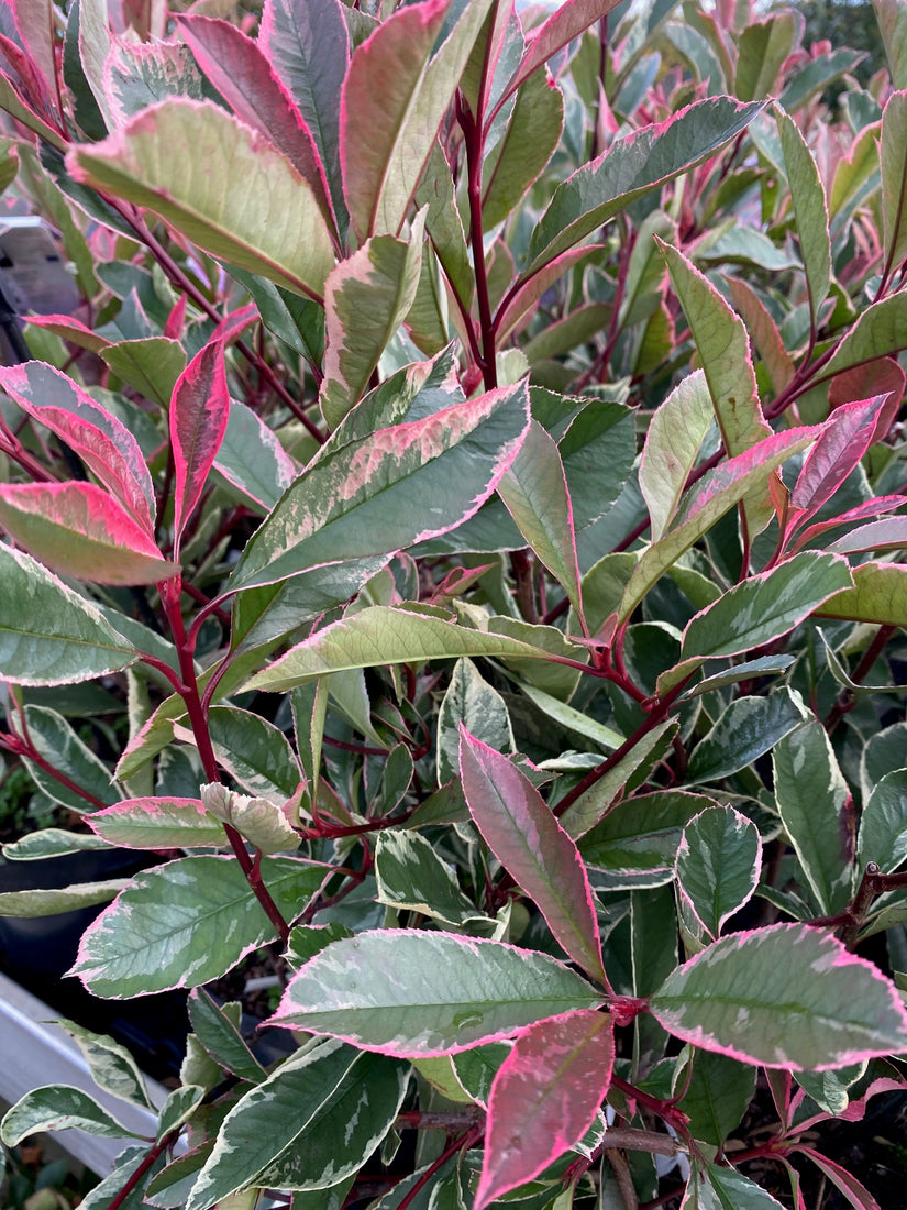 Glansmispel - Photinia fraseri 'Cassini' (Pink Marble)