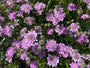 Glanzend duifkruid - Scabiosa lucida