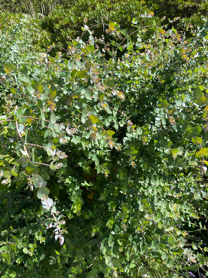 Gomboom - Eucalyptus crenulata