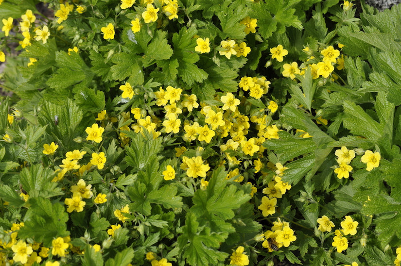 Goudaardbei-Waldsteinia-geoides-gele-aardbei.jpg