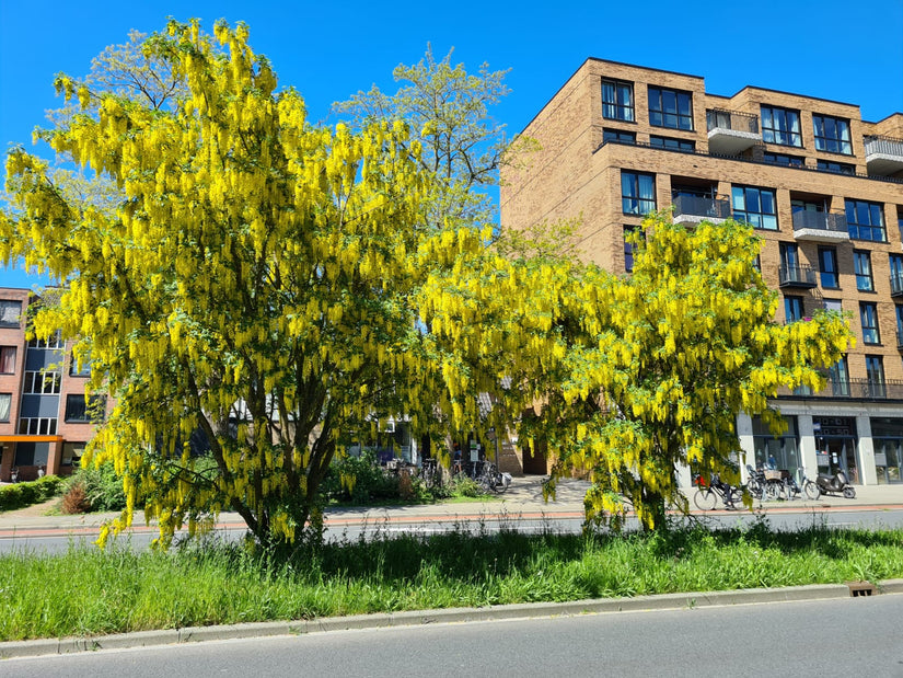 Goudenregen boom aanplanten kopen bezorgen