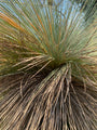 Grasboom - Xanthorrhoea johnsonii