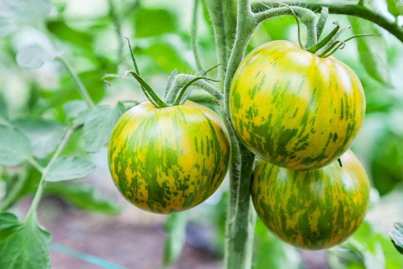 Green zebra tomaat - Solanum lycopersicum.jpg