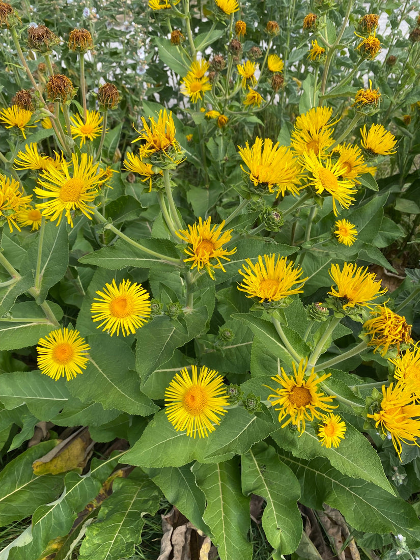 Griekse alant - Inula helenium