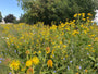 Veld met Griekse alant - Inula helenium