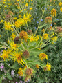 Griekse alant - Inula helenium na de bloei