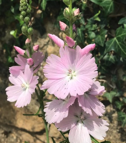 Griekse malva - Sidalcea 'Elsie Heugh'