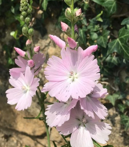 Griekse malva - Sidalcea 'Elsie Heugh' bloeivorm en bloeiwijze